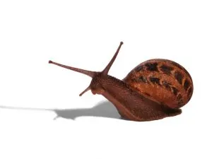חלזונות ושבלולים